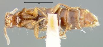 Media type: image;   Entomology 24103 Aspect: habitus ventral view